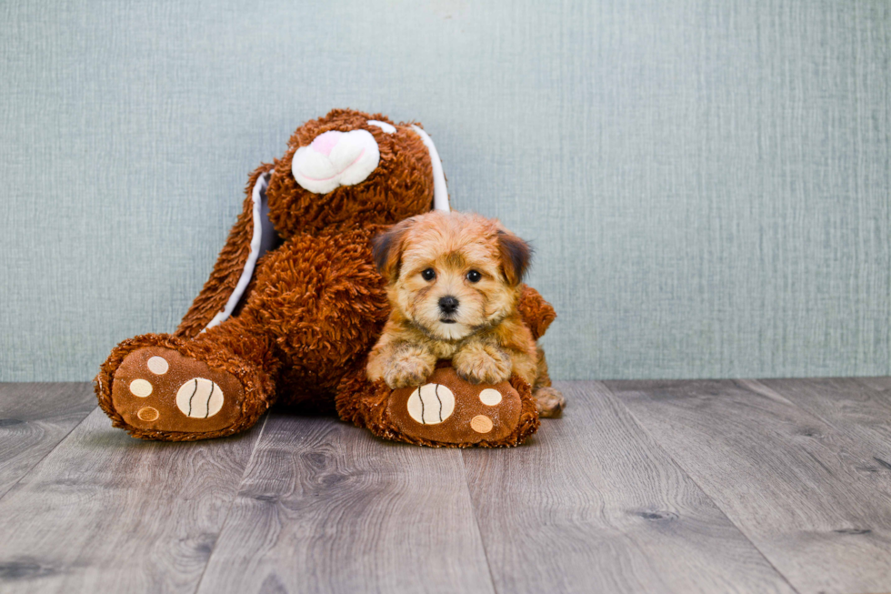 Morkie Puppy for Adoption