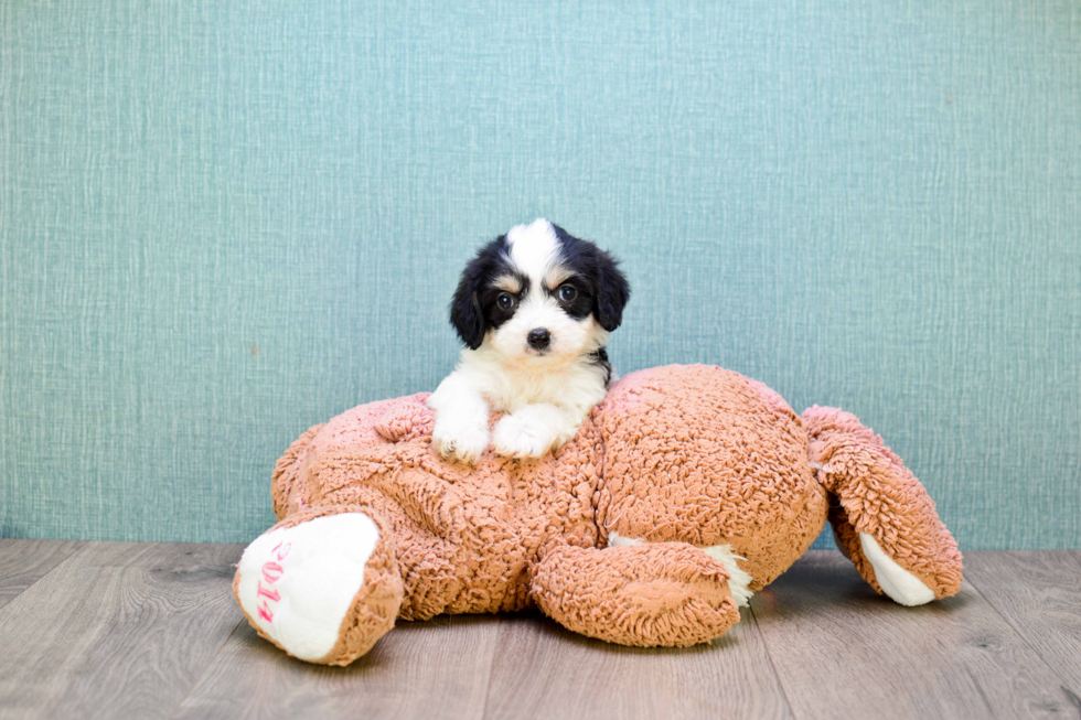 Fluffy Cavachon Designer Pup