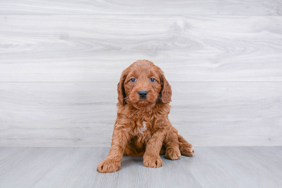 Little Golden Retriever Poodle Mix Puppy