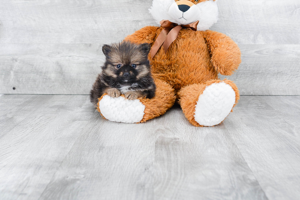 Pomeranian Puppy for Adoption