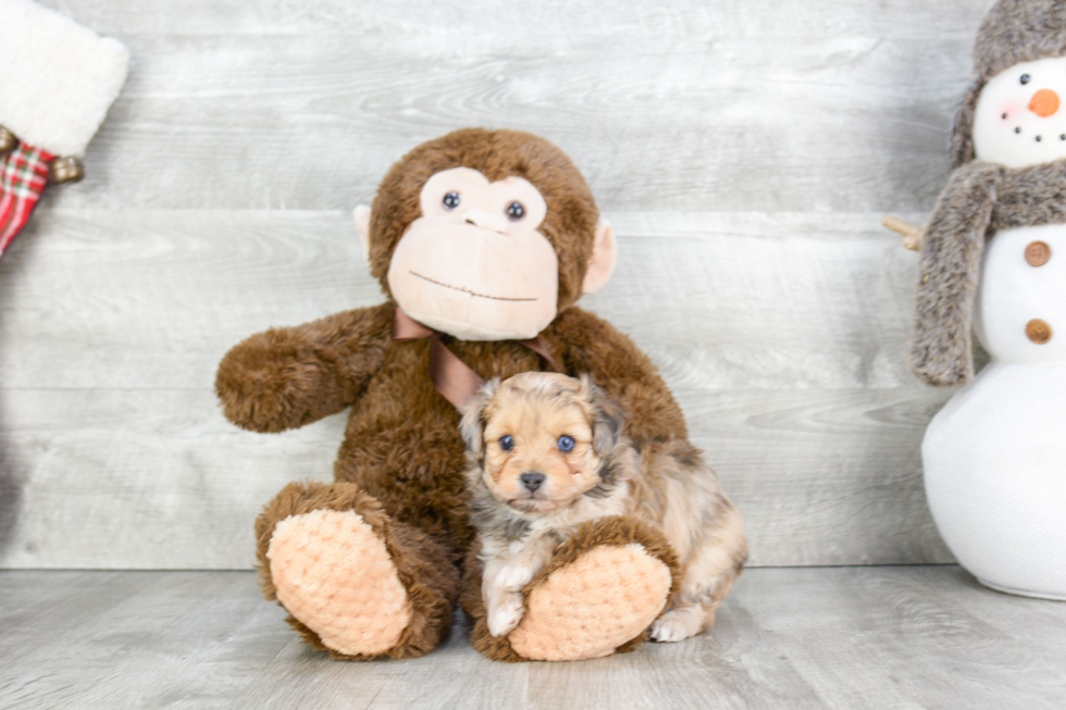 Smart Mini Aussiedoodle Poodle Mix Pup