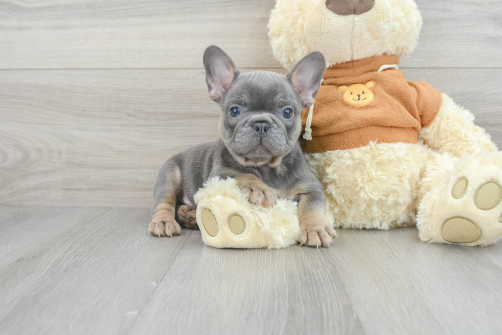 Smart Frenchie Purebred Puppy