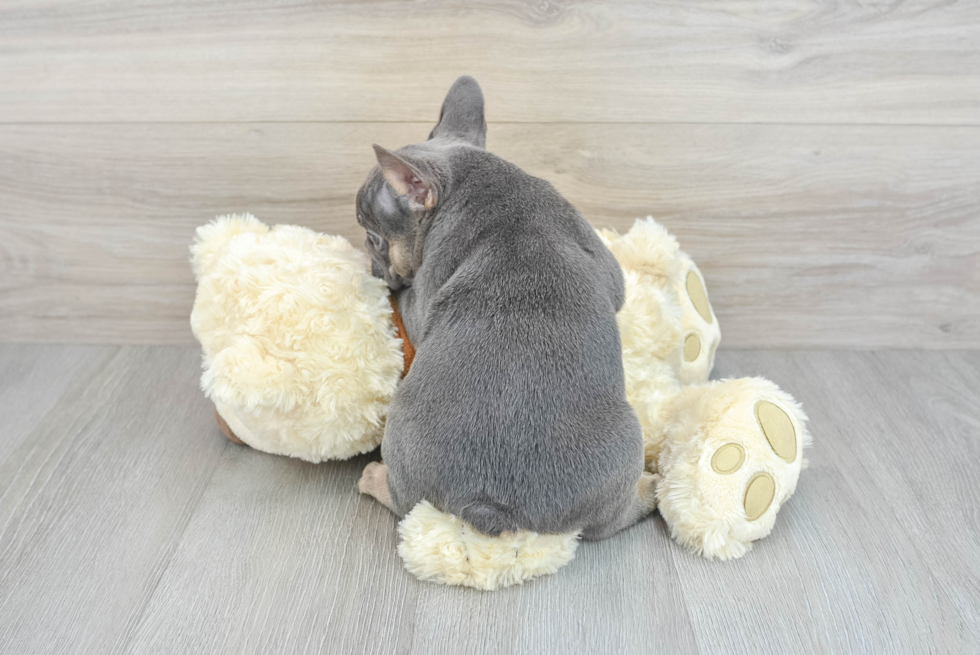 Playful French Bulldog Baby
