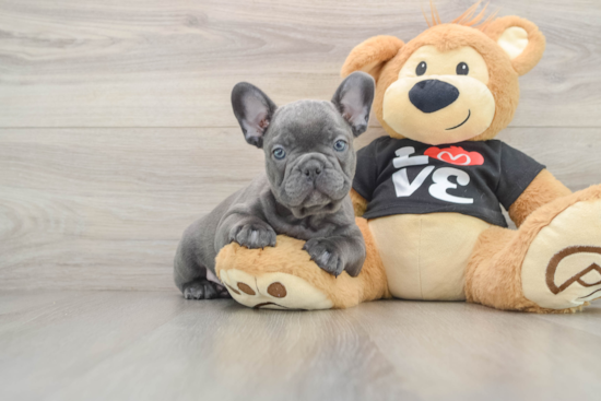 French Bulldog Pup Being Cute