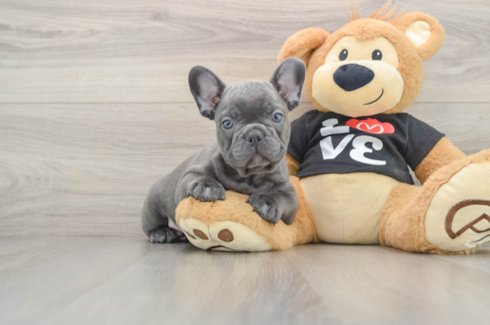 French Bulldog Pup Being Cute