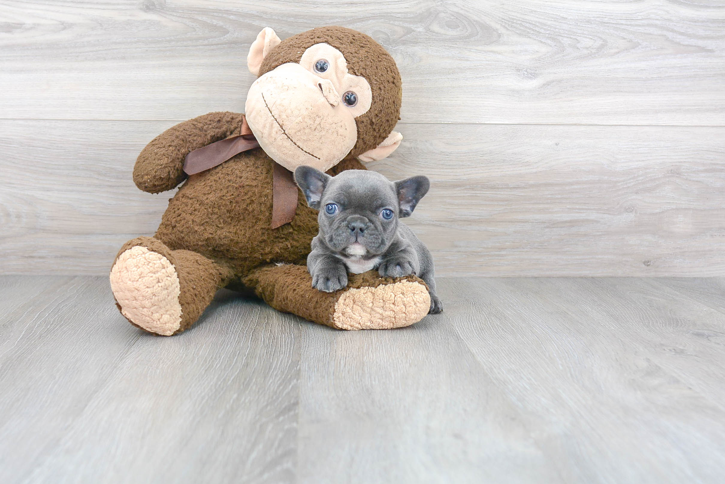 Best French Bulldog Baby