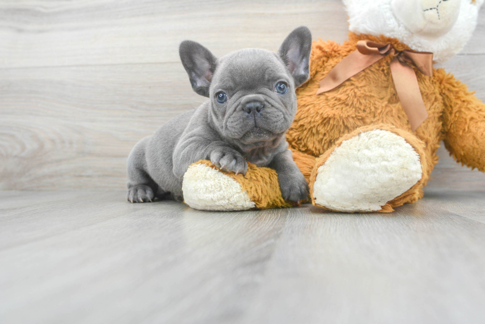 Best French Bulldog Baby