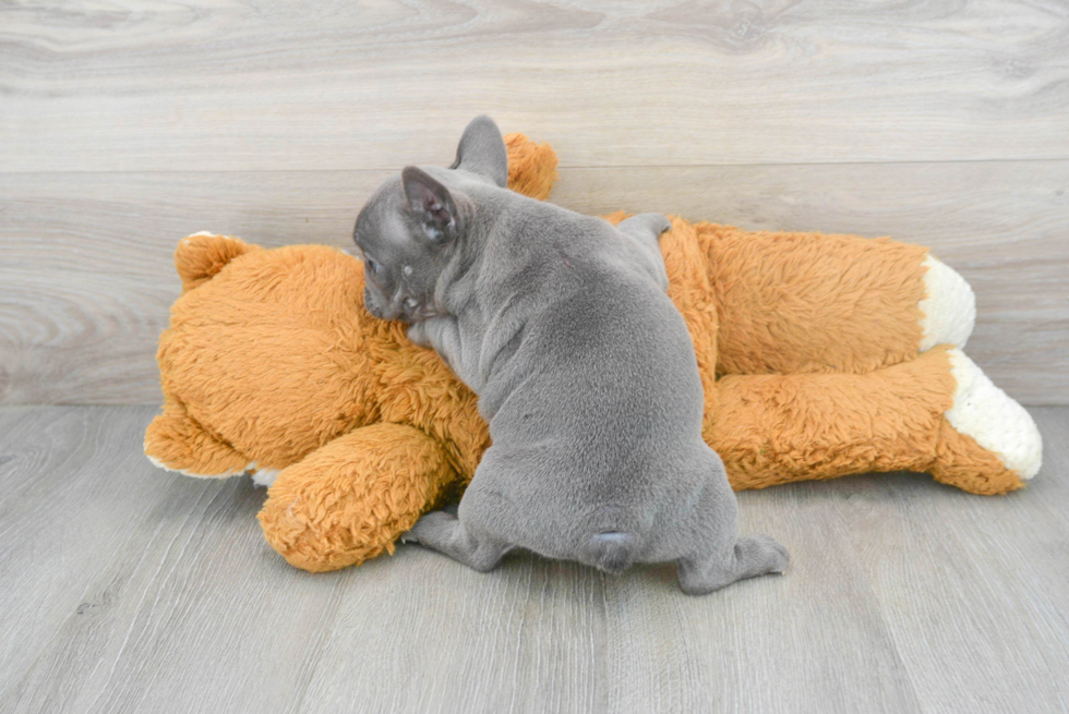 Hypoallergenic French Bulldog Baby
