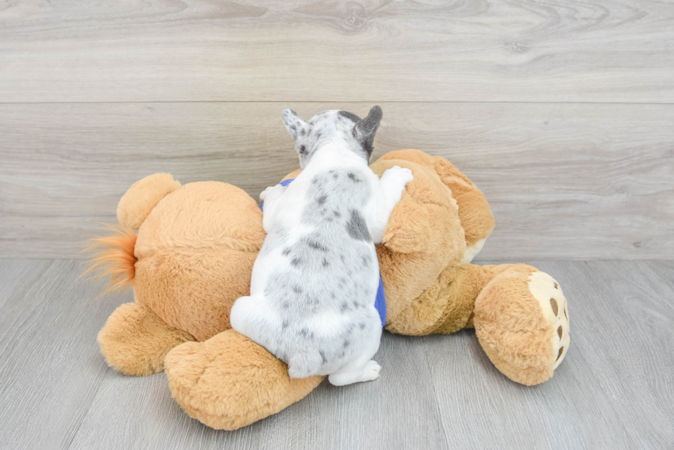 French Bulldog Pup Being Cute