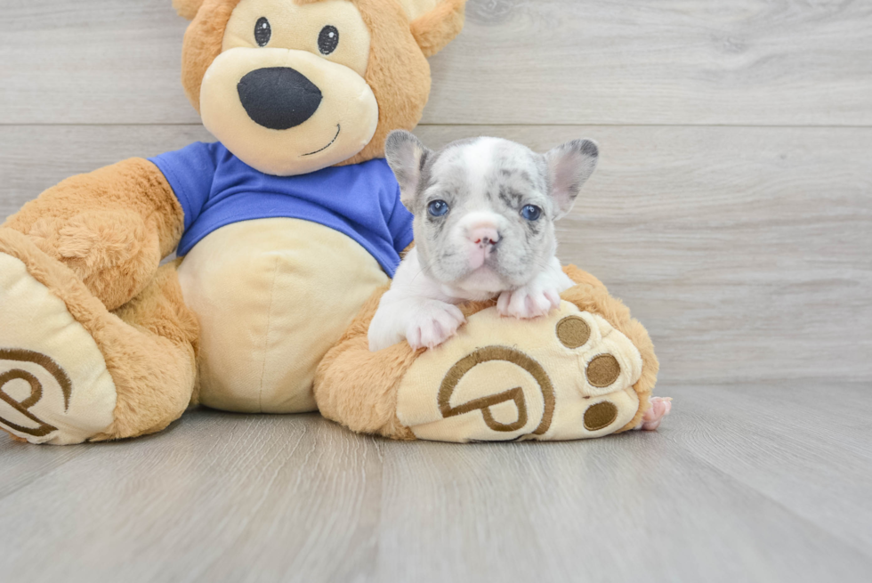 French Bulldog Pup Being Cute