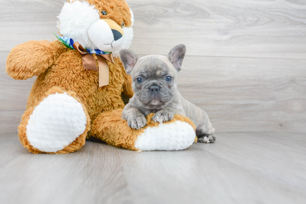 Little French Bulldog Purebred Pup