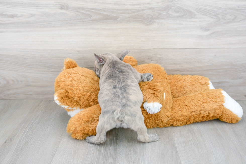French Bulldog Puppy for Adoption