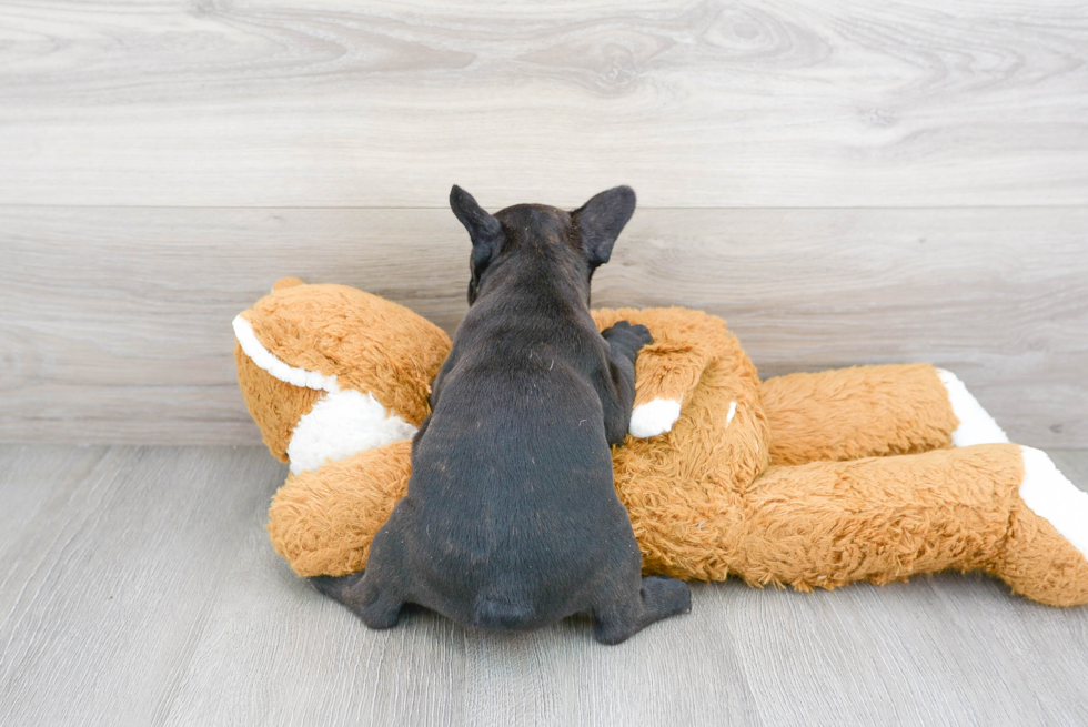 French Bulldog Pup Being Cute