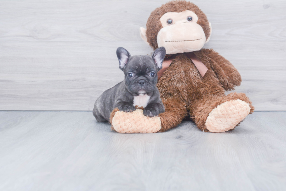 Friendly French Bulldog Purebred Pup