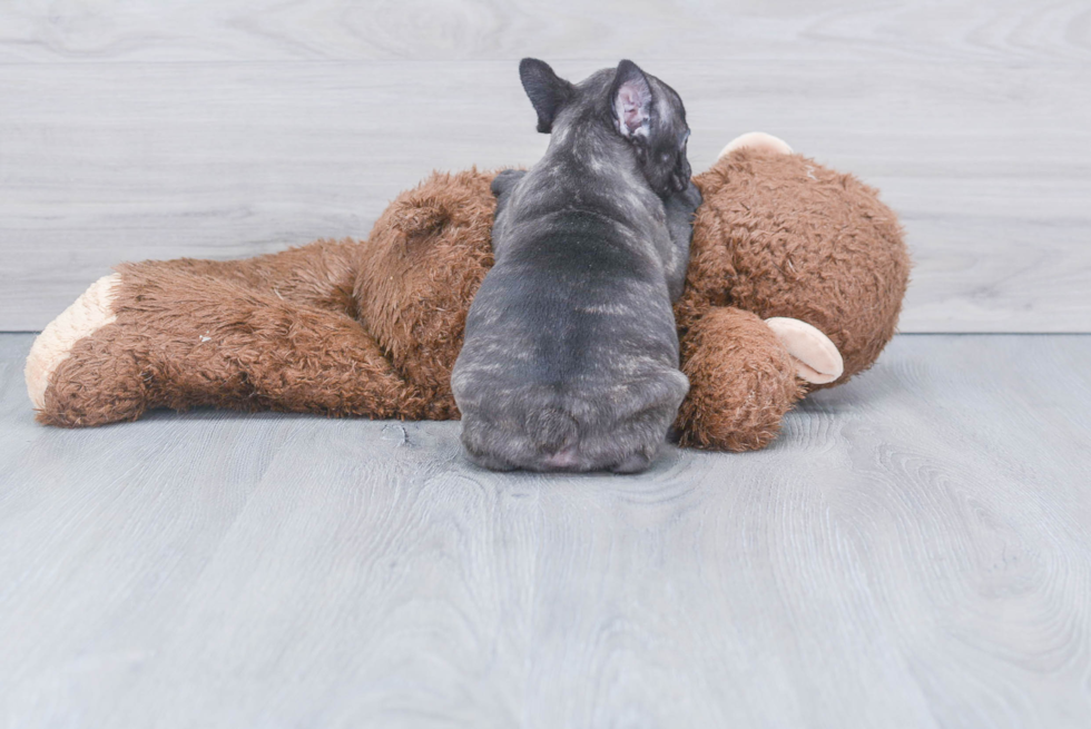 Smart Frenchie Purebred Puppy