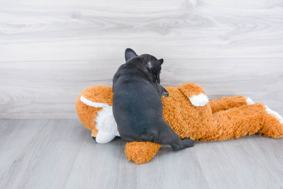 Cute Frenchie Purebred Puppy