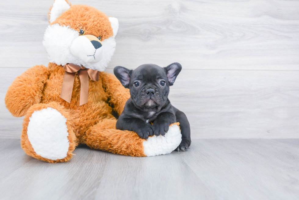 Akc Registered French Bulldog Baby