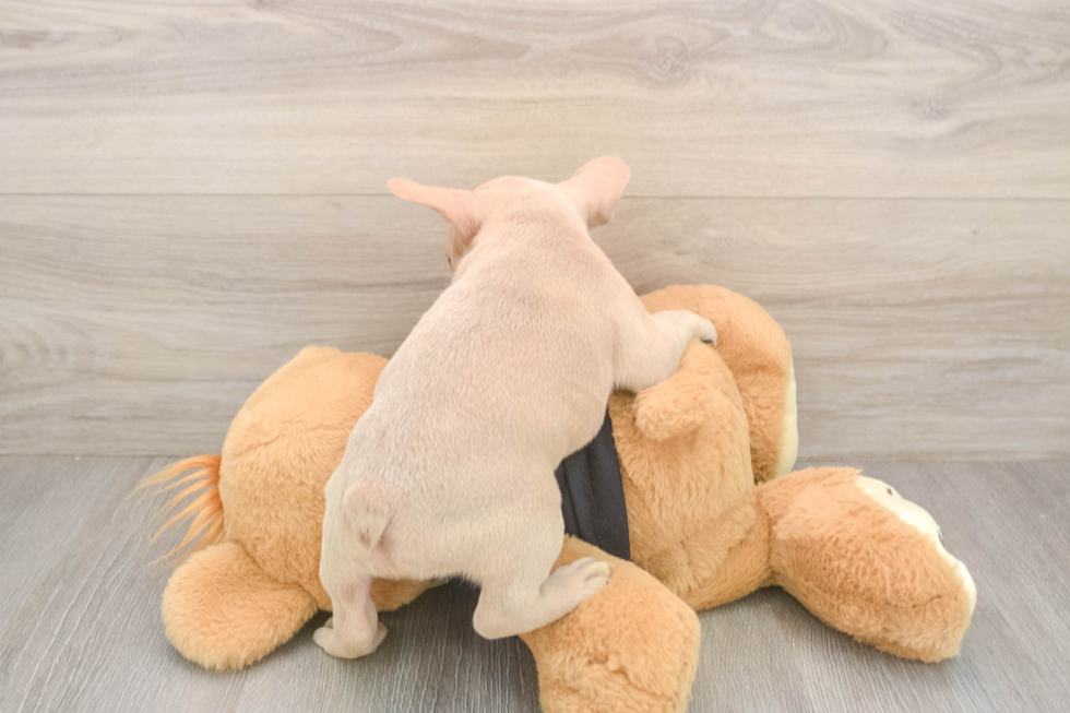 French Bulldog Puppy for Adoption