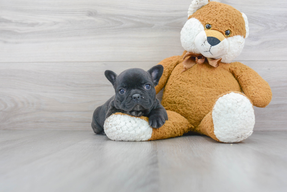 Sweet Frenchie Purebred Puppy