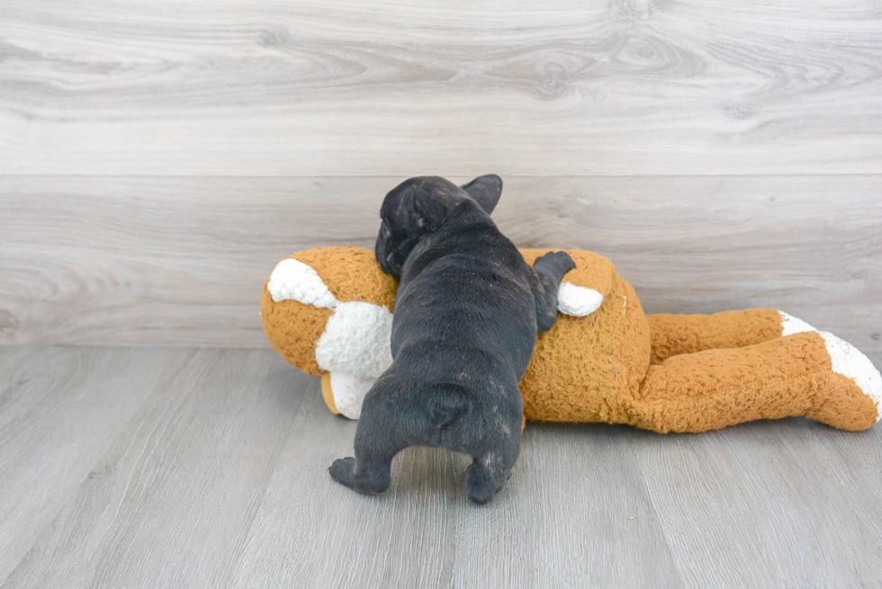 Small French Bulldog Purebred Pup