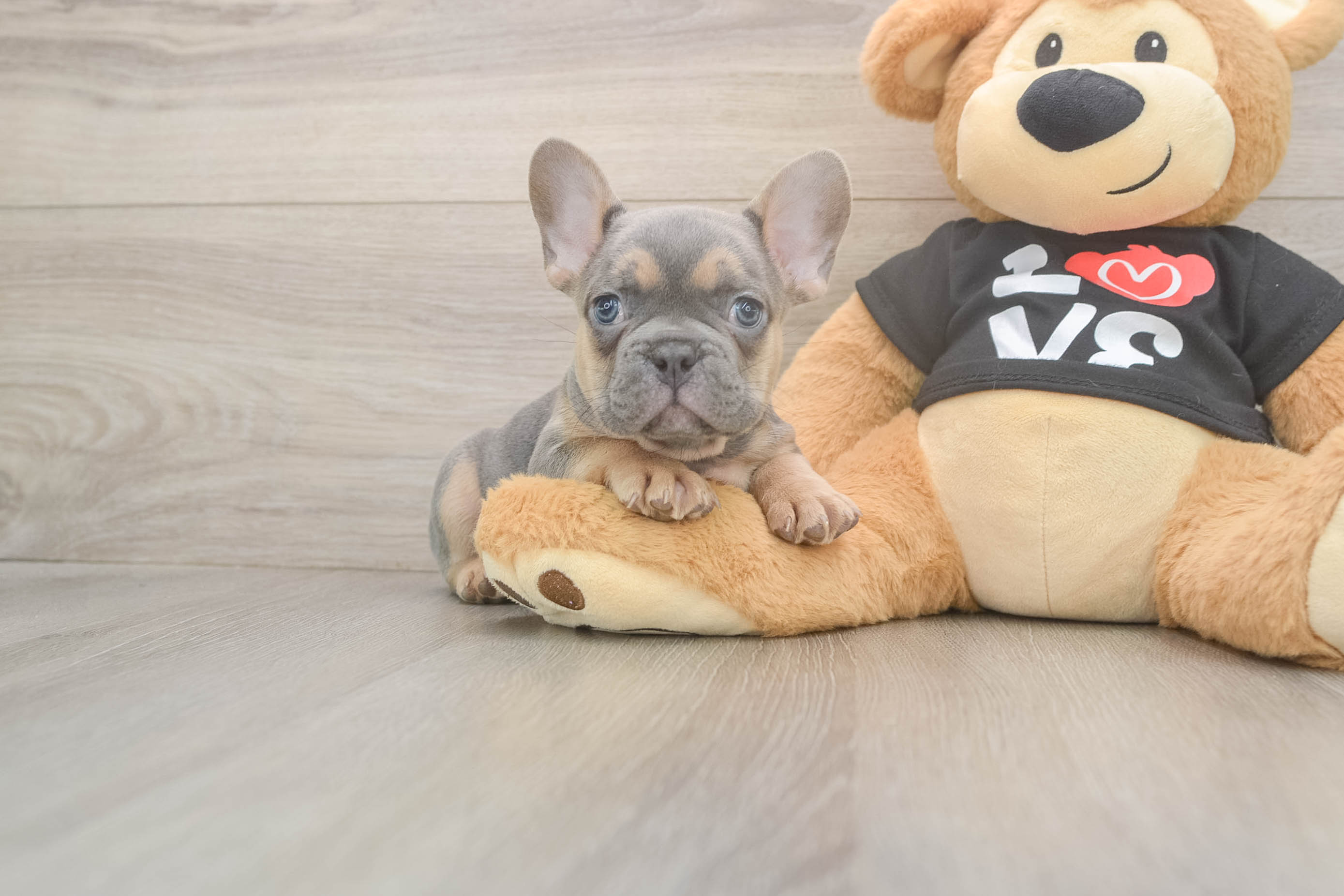 French Bulldog Puppy for Adoption