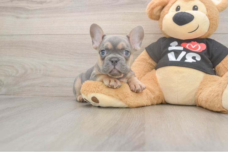 French Bulldog Puppy for Adoption