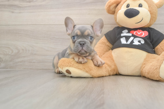 French Bulldog Puppy for Adoption