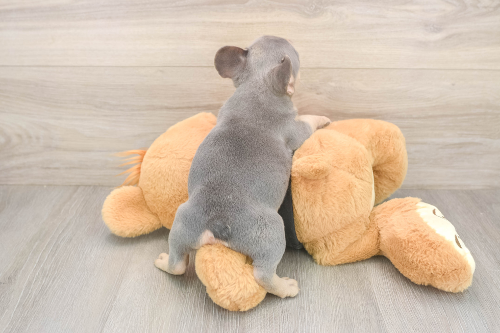 Sweet Frenchie Purebred Puppy