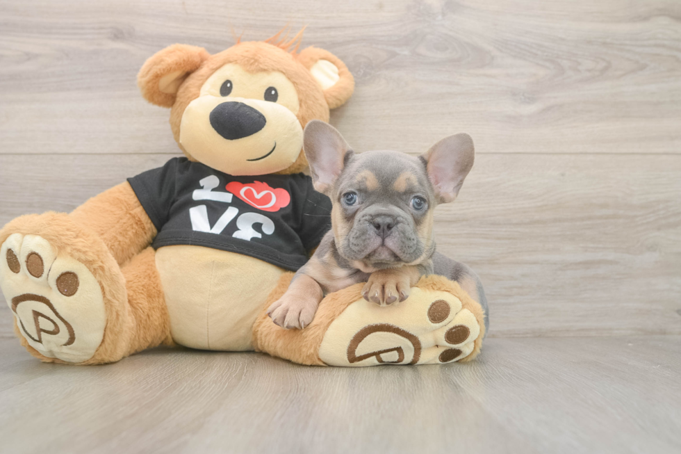 Funny French Bulldog Baby