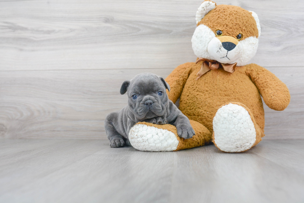 Little French Bulldog Baby