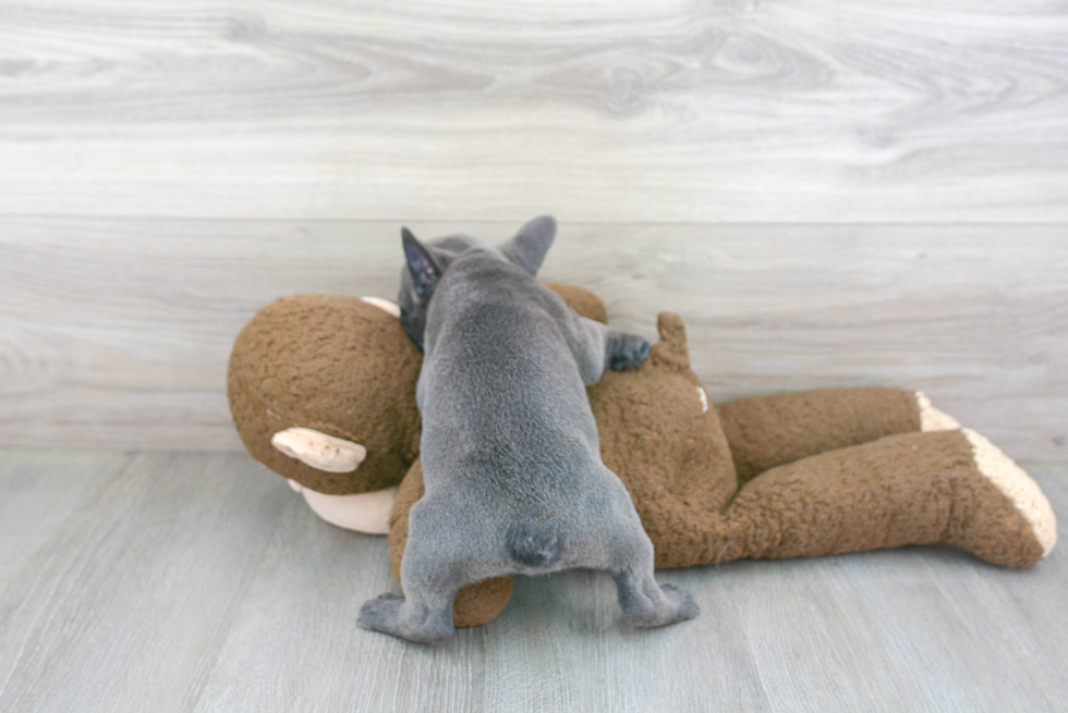 Little French Bulldog Purebred Pup