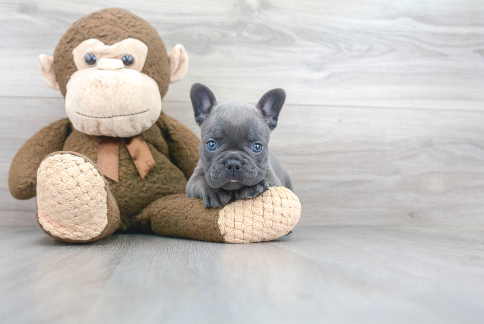 Smart Frenchie Purebred Puppy