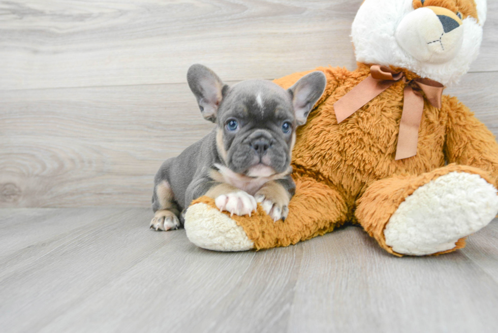 Hypoallergenic French Bulldog Baby