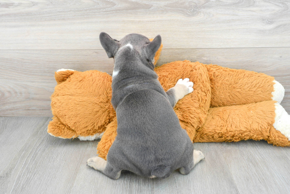 French Bulldog Puppy for Adoption