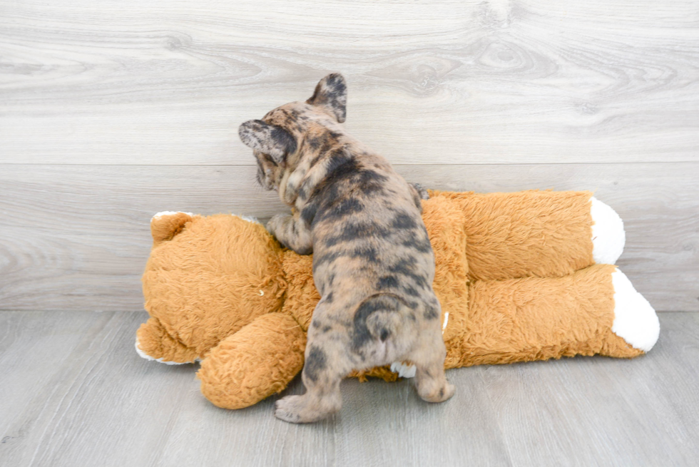 Best French Bulldog Baby