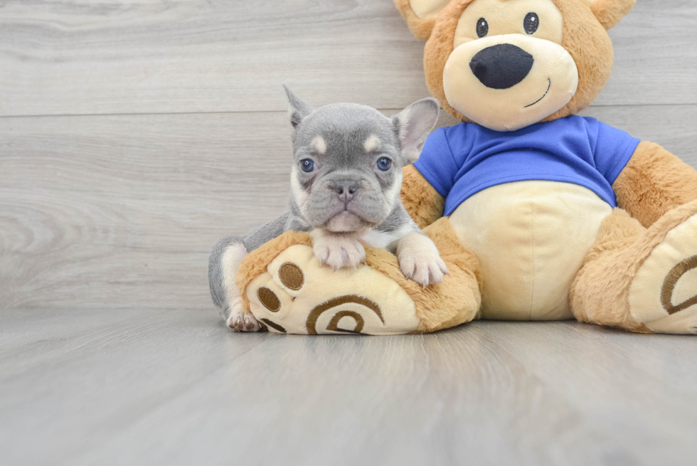 Petite Frenchie Purebred Puppy