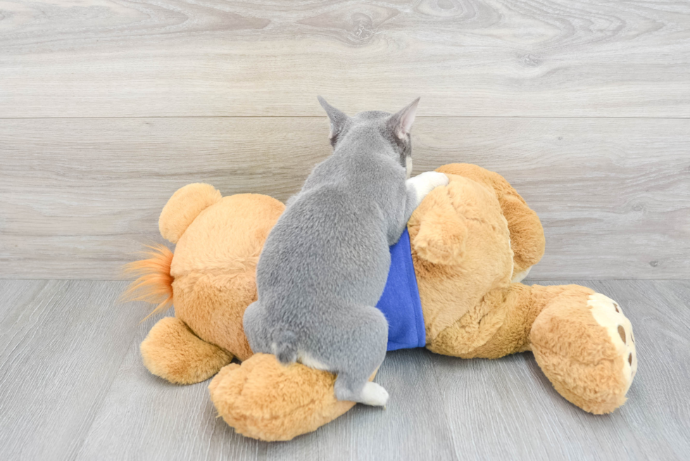 Popular French Bulldog Purebred Pup