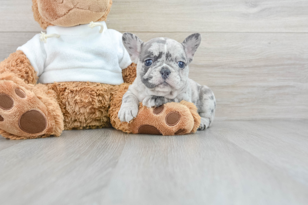 French Bulldog Pup Being Cute