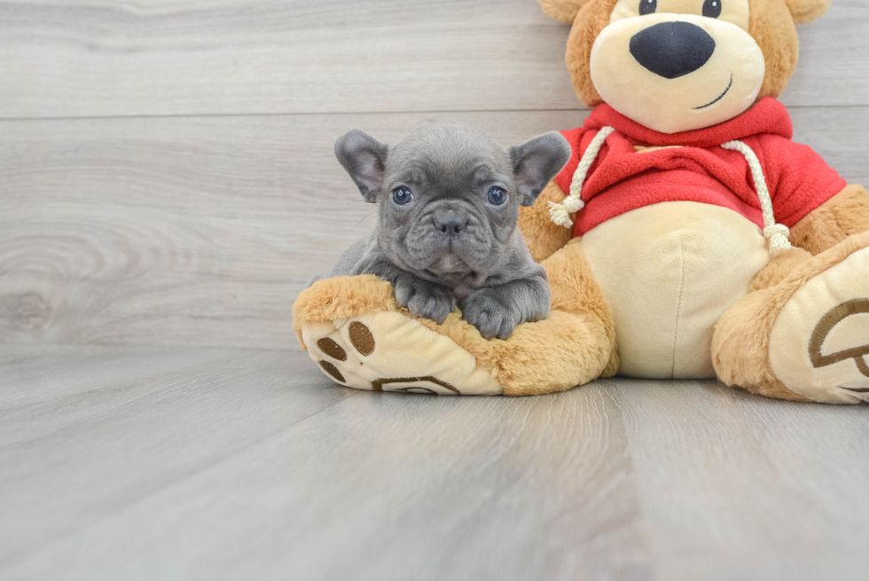 French Bulldog Pup Being Cute