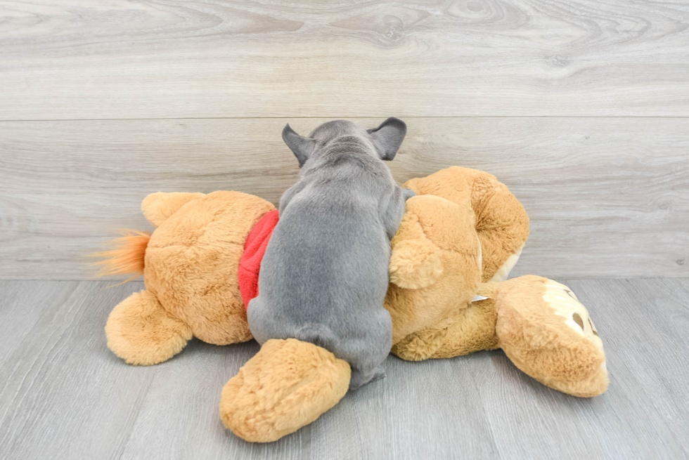 Akc Registered French Bulldog Baby