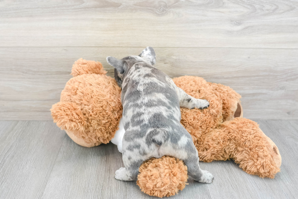 French Bulldog Pup Being Cute