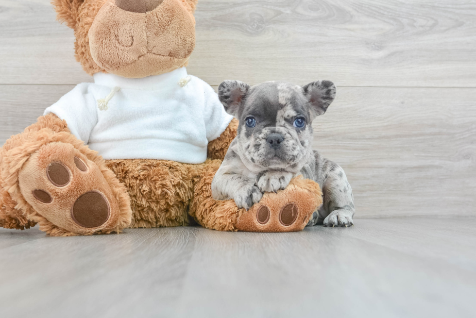 Smart Frenchie Purebred Puppy