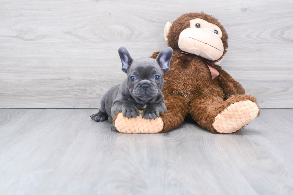 Best French Bulldog Baby