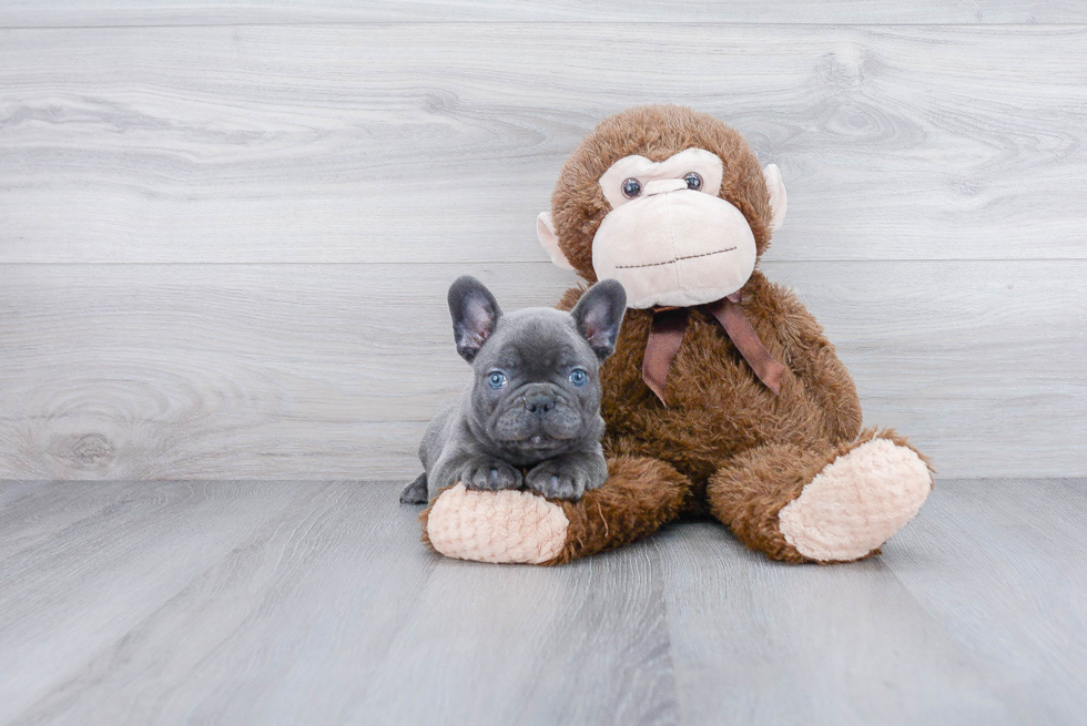 Small French Bulldog Purebred Pup