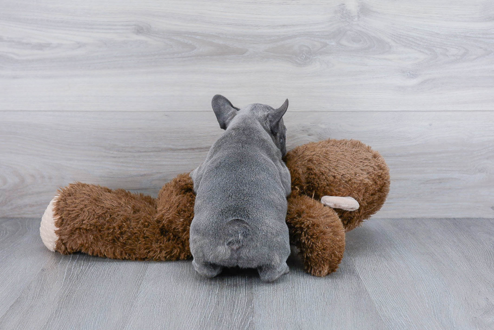 Friendly French Bulldog Baby