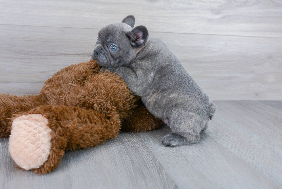 French Bulldog Puppy for Adoption