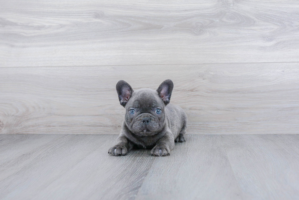 Playful French Bulldog Baby