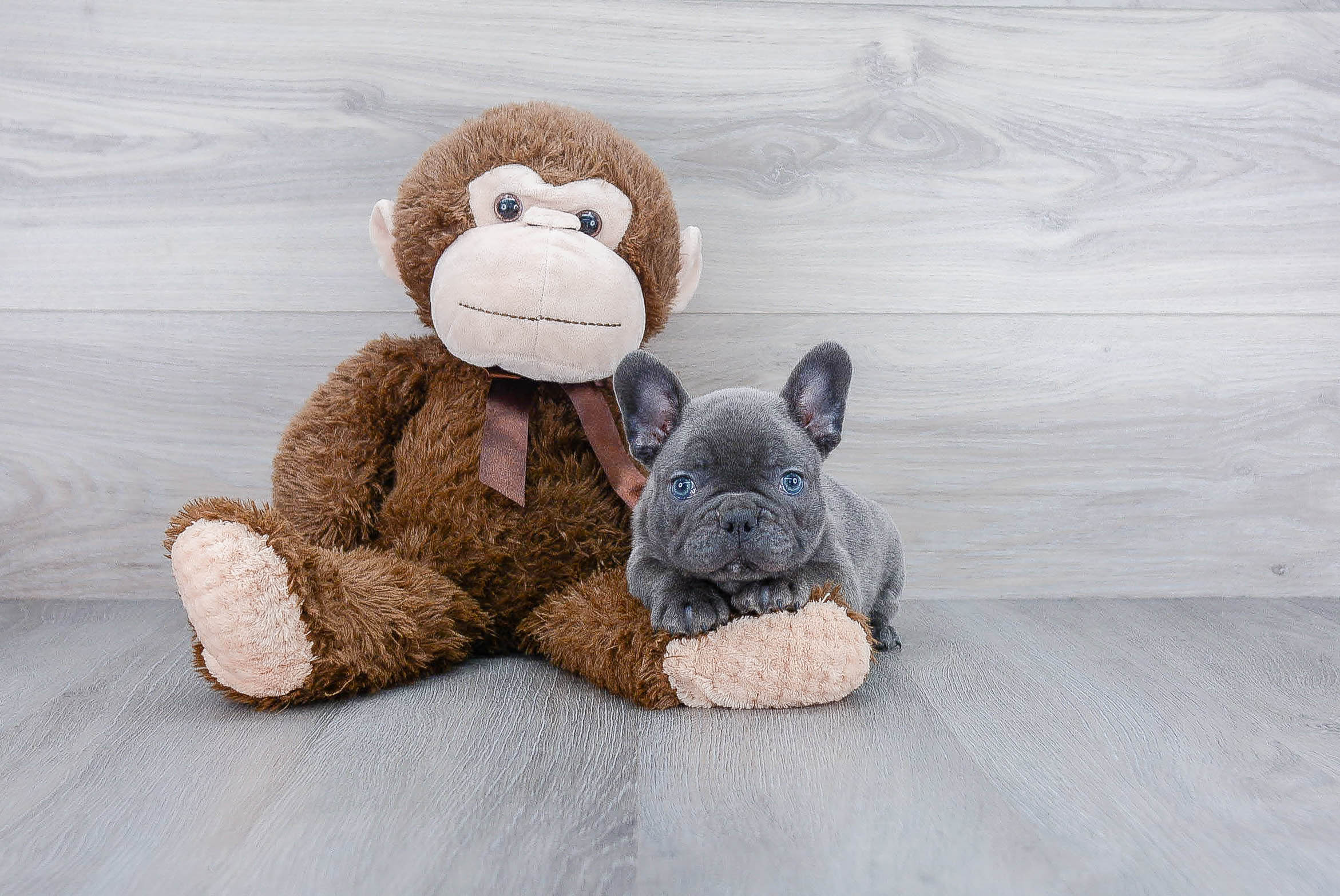 Small French Bulldog Baby