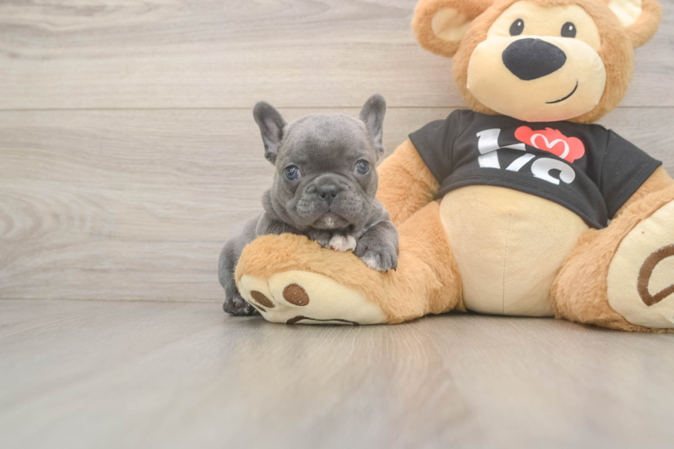 Best French Bulldog Baby