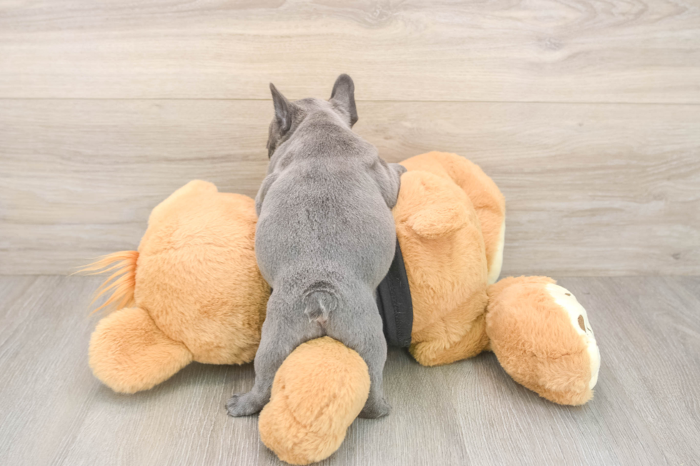 French Bulldog Puppy for Adoption